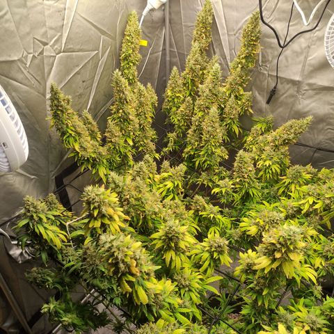 MD growlog timeline photo