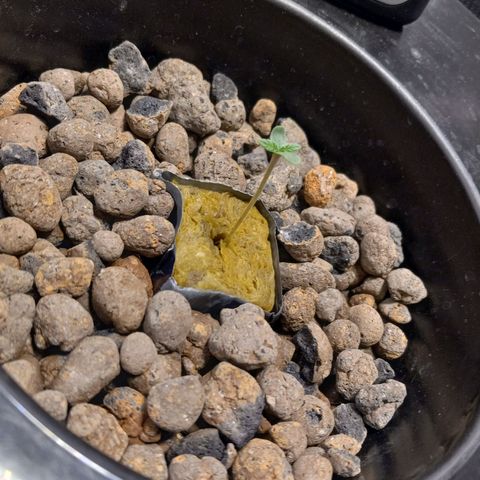 GSCX #1 growlog timeline photo
