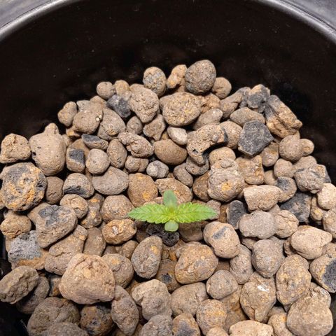 GSCX #1 growlog timeline photo