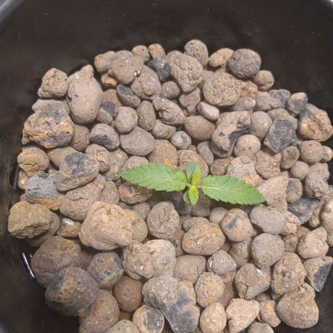 GSCX #1 growlog timeline photo