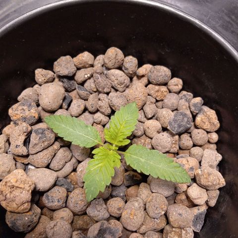 GSCX #1 growlog timeline photo