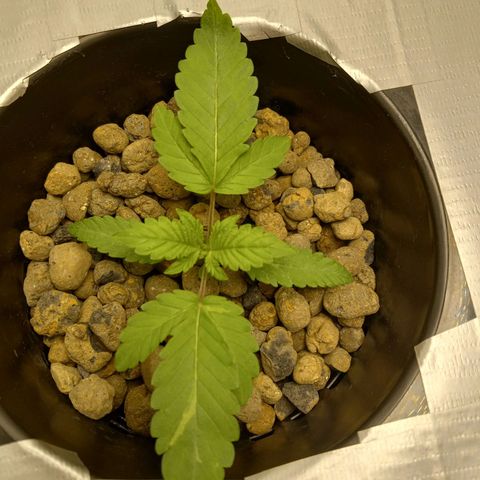 GSCX #1 growlog timeline photo