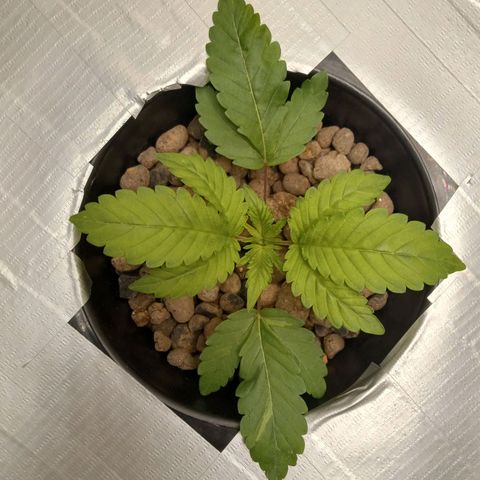 GSCX #1 growlog timeline photo