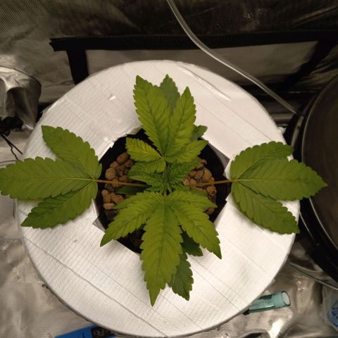 GSCX #1 growlog timeline photo