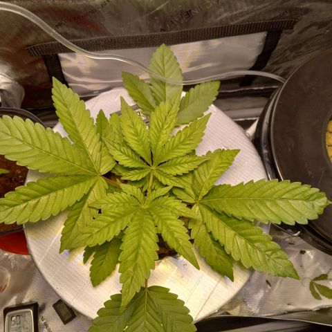 GSCX #1 growlog timeline photo