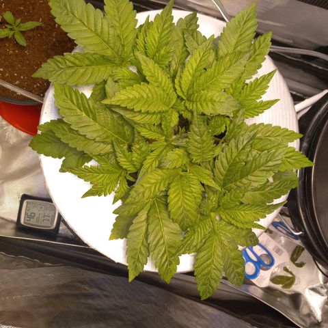 GSCX #1 growlog timeline photo
