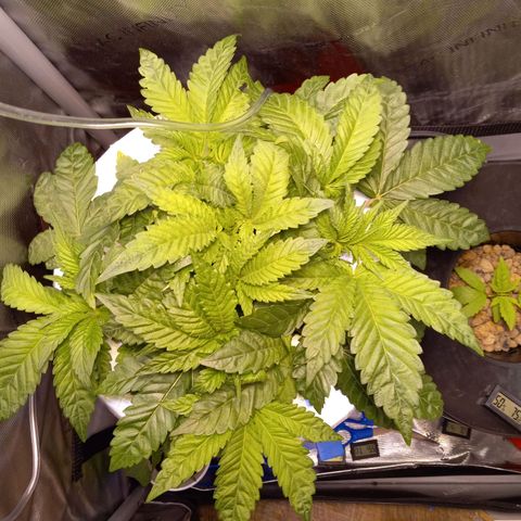 GSCX #1 growlog timeline photo
