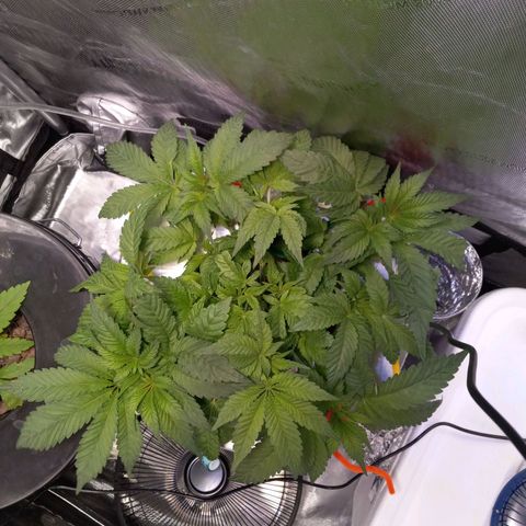 GSCX #1 growlog timeline photo