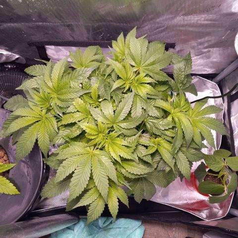 GSCX #1 growlog timeline photo