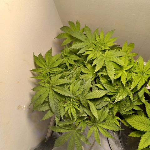 GSCX #1 growlog timeline photo