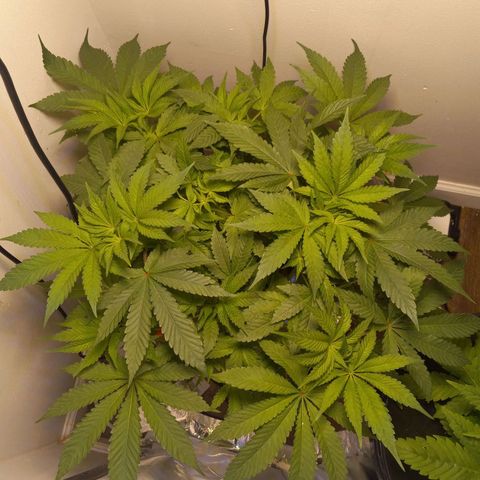 GSCX #1 growlog timeline photo