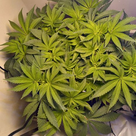 GSCX #1 growlog timeline photo