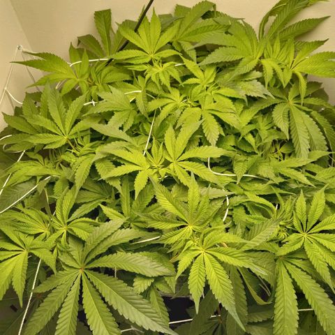 GSCX #1 growlog timeline photo