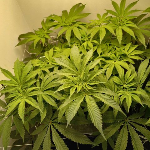 GSCX #1 growlog timeline photo