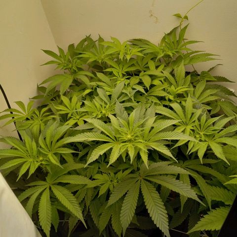 GSCX #1 growlog timeline photo