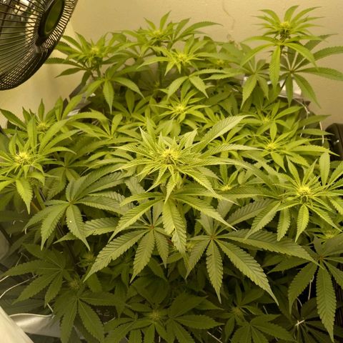 GSCX #1 growlog timeline photo