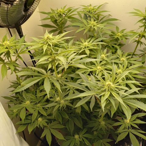 GSCX #1 growlog timeline photo