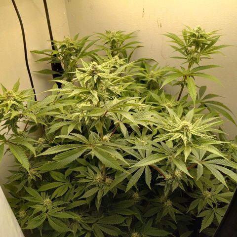 GSCX #1 growlog timeline photo