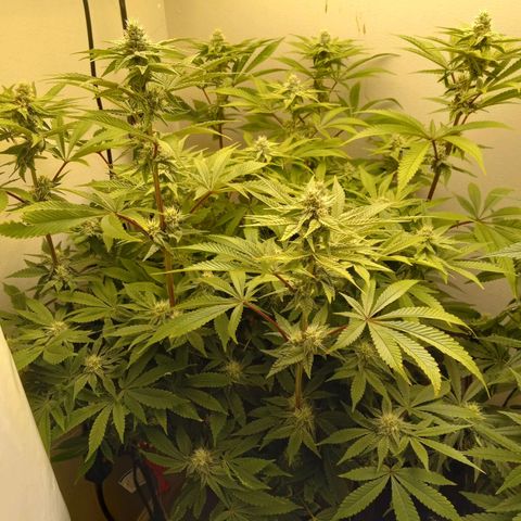 GSCX #1 growlog timeline photo