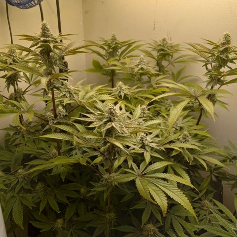GSCX #1 growlog timeline photo