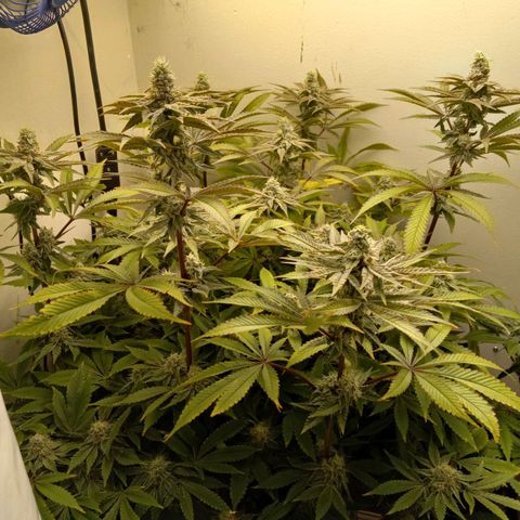 GSCX #1 growlog timeline photo
