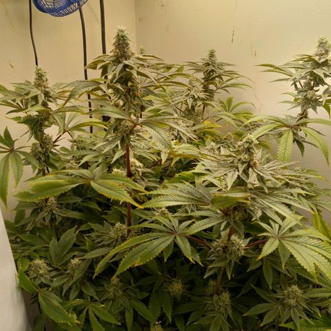GSCX #1 growlog timeline photo