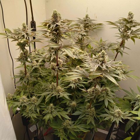 GSCX #1 growlog timeline photo