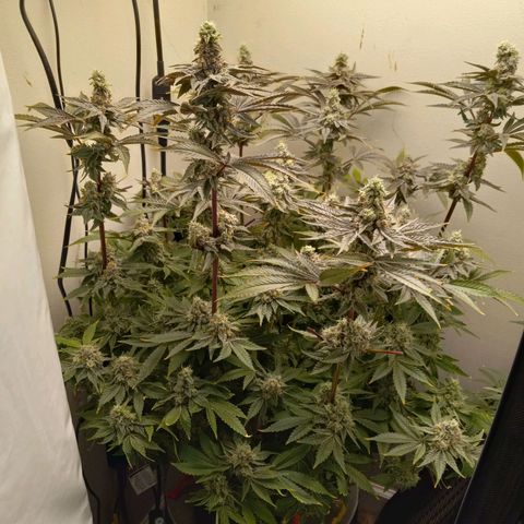 GSCX #1 growlog timeline photo