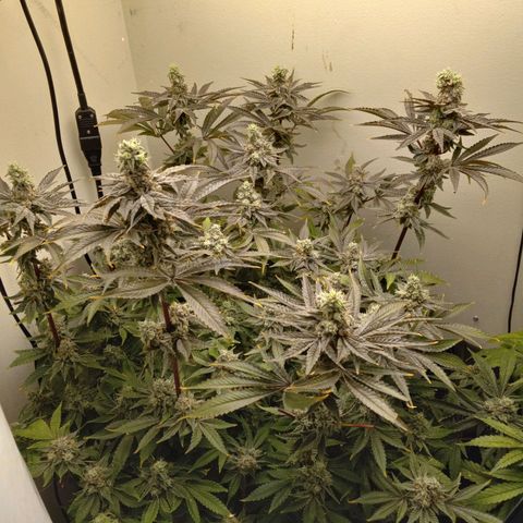 GSCX #1 growlog timeline photo