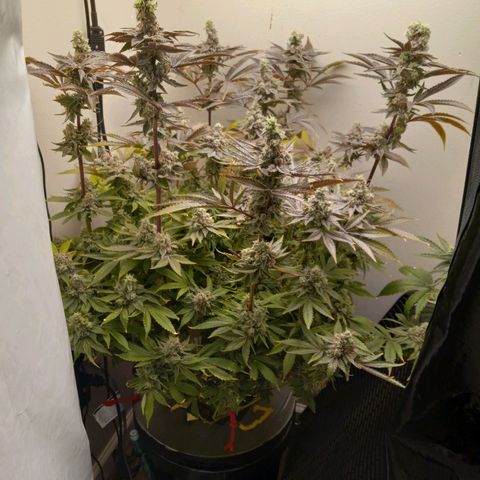 GSCX #1 growlog timeline photo
