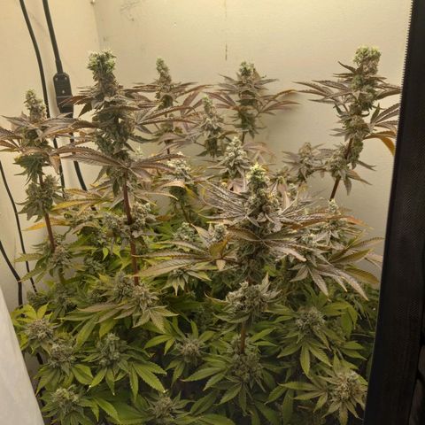 GSCX #1 growlog timeline photo