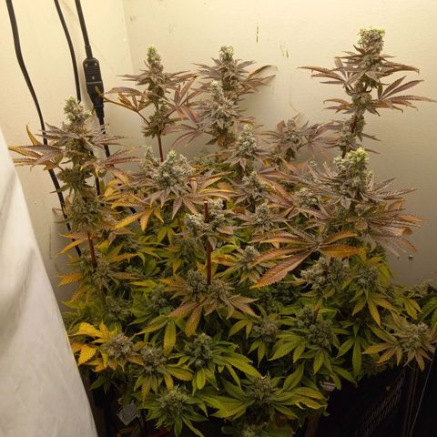 GSCX #1 growlog timeline photo