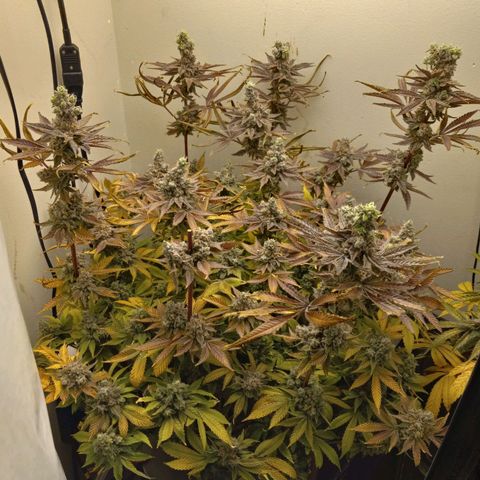 GSCX #1 growlog timeline photo