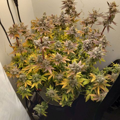 GSCX #1 growlog timeline photo
