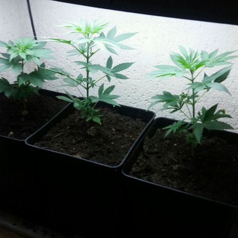 Cookies Gelato growlog timeline photo