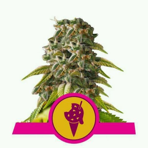 Cookies Gelato growlog timeline photo