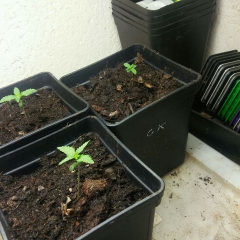 Cookies Gelato growlog timeline photo