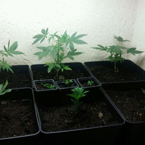 Cookies Gelato growlog timeline photo