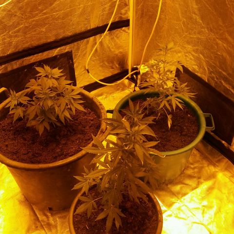 Cookies Gelato growlog timeline photo