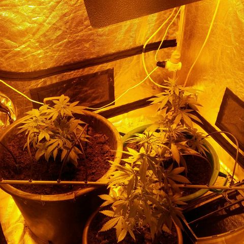 Cookies Gelato growlog timeline photo
