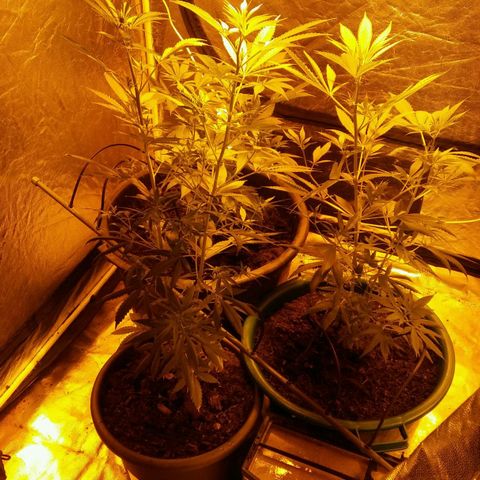 Cookies Gelato growlog timeline photo
