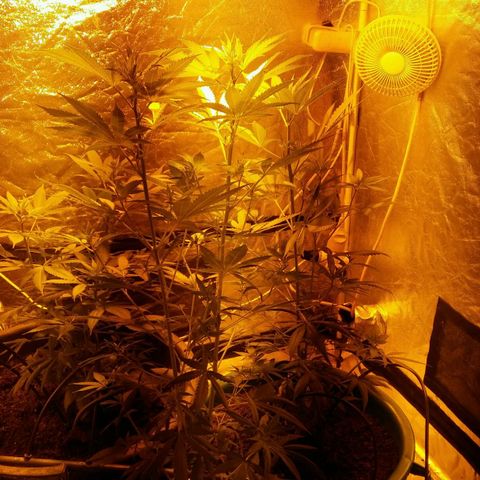 Cookies Gelato growlog timeline photo