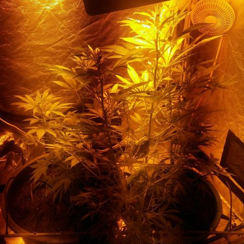 Cookies Gelato growlog timeline photo