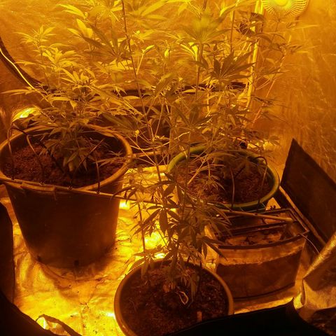 Cookies Gelato growlog timeline photo