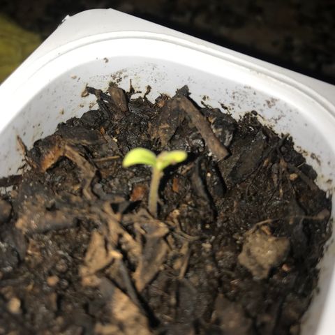 Critical Mass growlog timeline photo