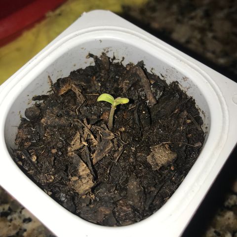 Critical Mass growlog timeline photo