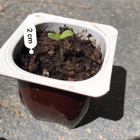 Critical Mass growlog photo: Mide 2 cm