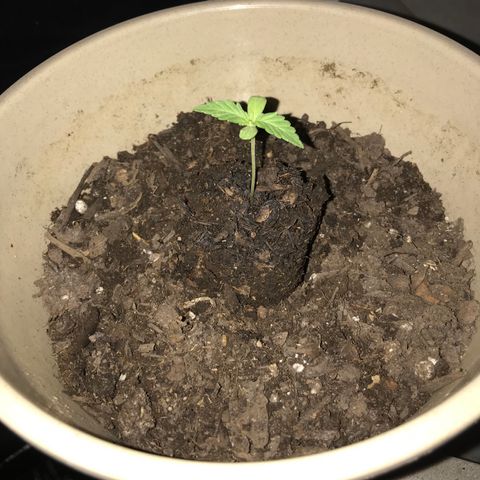 Critical Mass growlog timeline photo