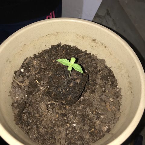 Critical Mass growlog timeline photo