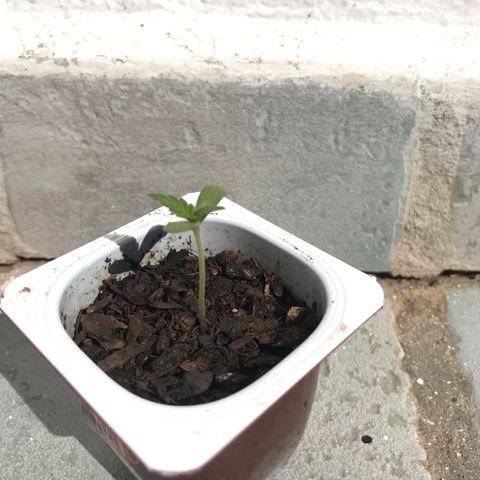 Critical Mass growlog timeline photo